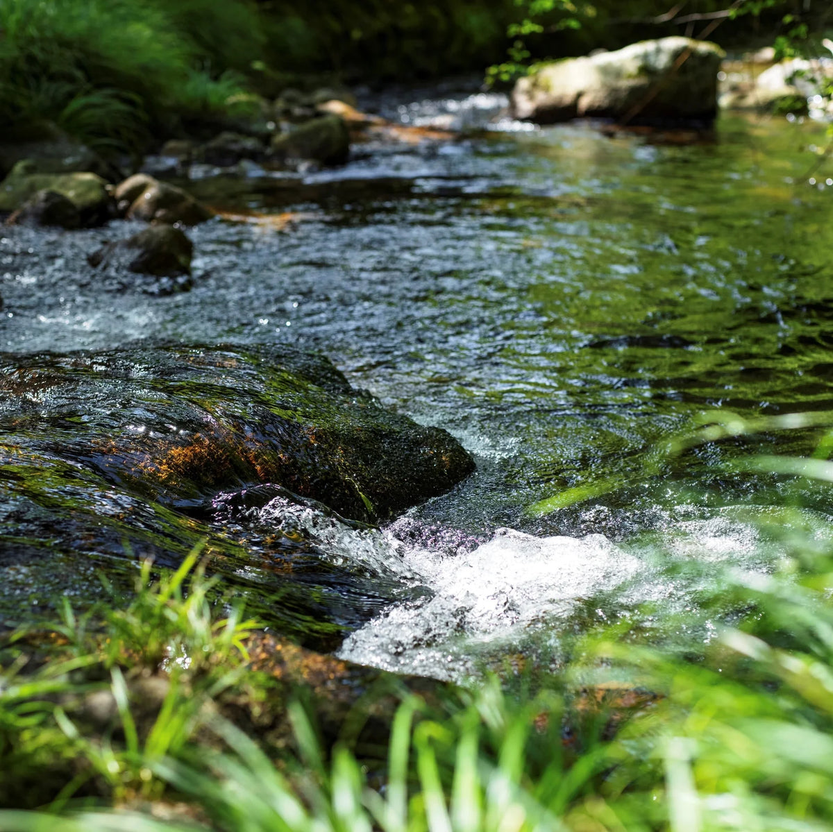 【しんち林業店】霊峰白山の息吹をこの一滴に。天然100% 国産エッセンシャルオイル（スギ） 5ml