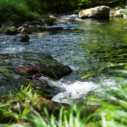 【しんち林業店】霊峰白山の息吹をこの一滴に。天然100% 国産エッセンシャルオイル（スギ） 5ml